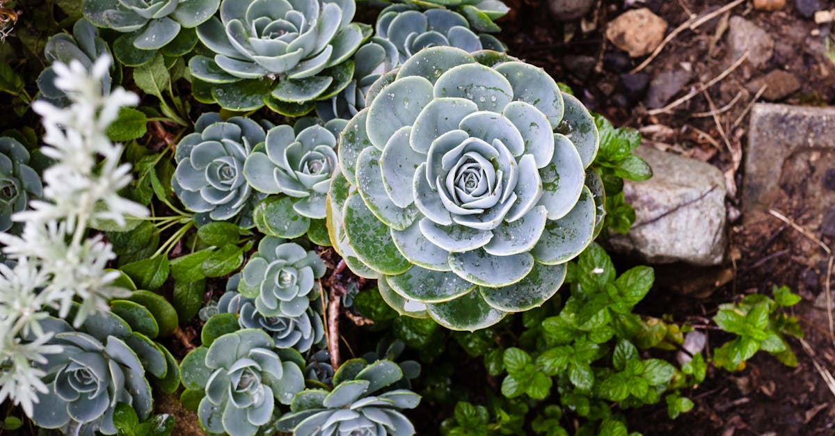 Essential Tools for Effective Pruning and Trimming