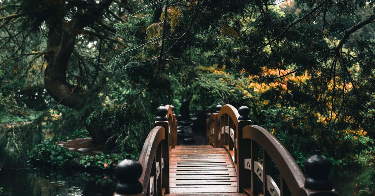 Transforming Outdoor Spaces with Victoria's Native Shrubs